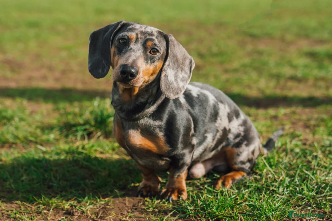 Miniature Dachshund dogs for stud: Miniature Smooth Hair Dachshund in Sandbach - Advert 4