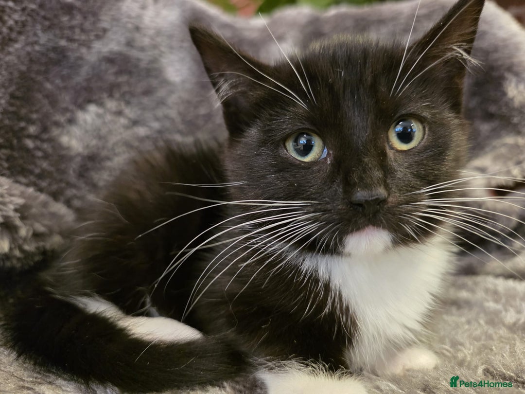 Ragdoll cats for sale: Rehomed  - Advert 2