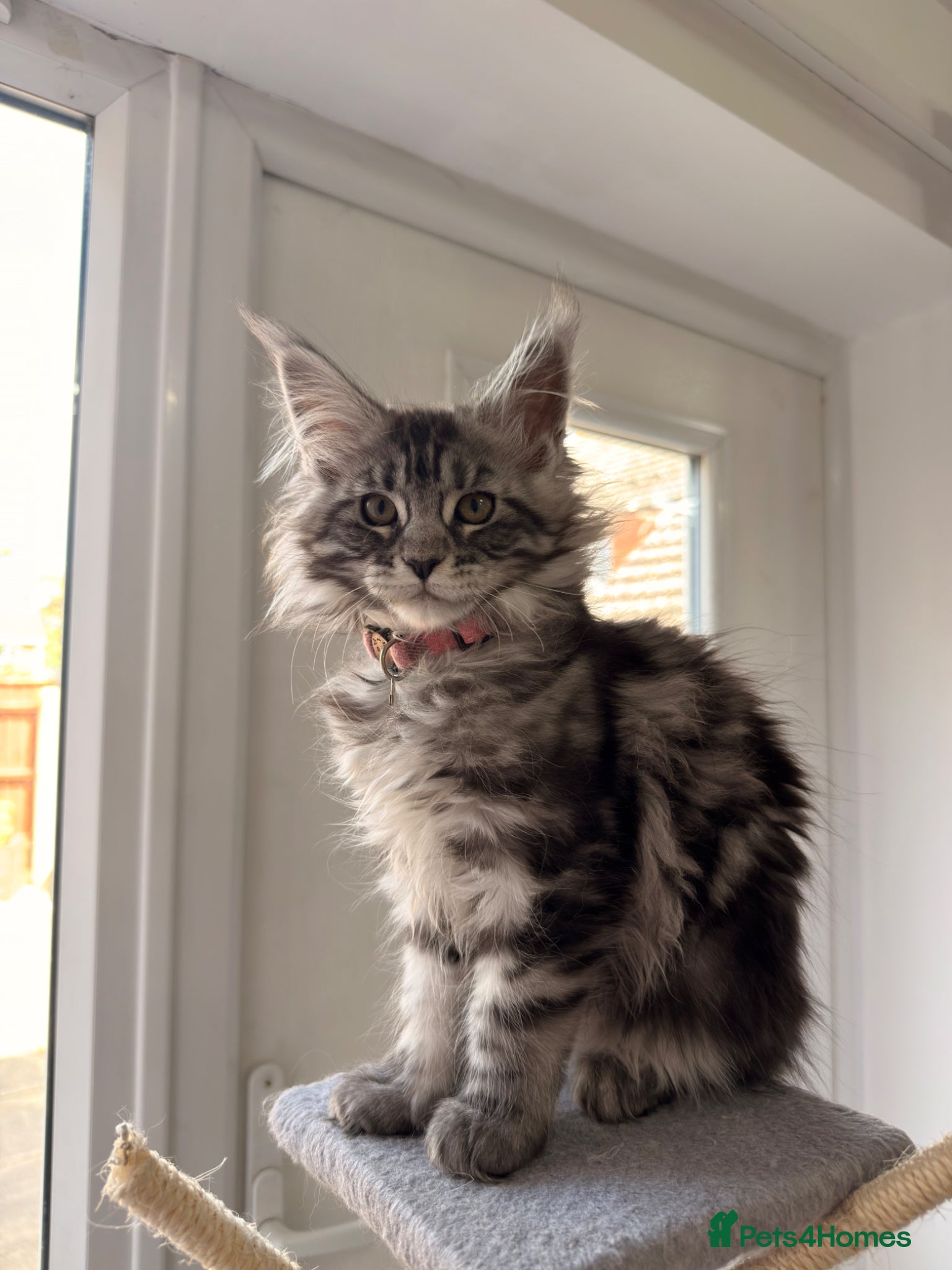 Maine Coon cats 🐾 Stunning Maine Coon Kittens🐾 - Advert 18