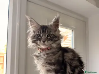 Maine Coon cats 🐾 Stunning Maine Coon Kittens🐾 - Advert 18