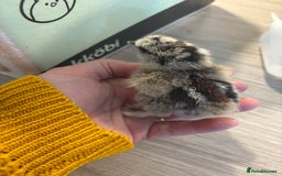 Chickens poultry for sale: Silkie chicks  - Image 4