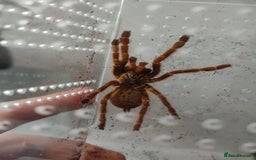 Tarantulas invertebrates for sale: Tarantulas For SALE! - Image 9