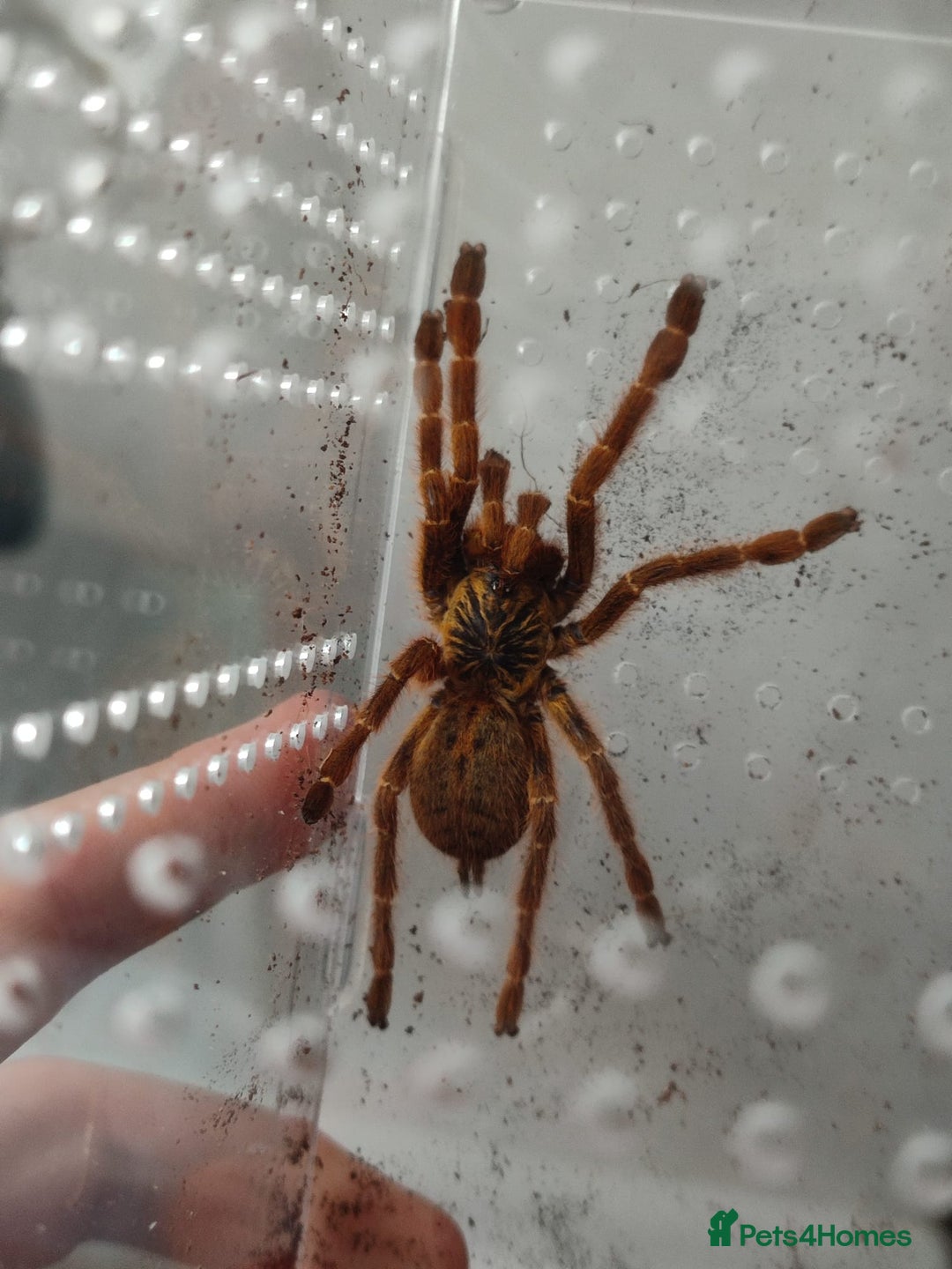 Tarantulas invertebrates for sale: Tarantulas For SALE! - Image 9