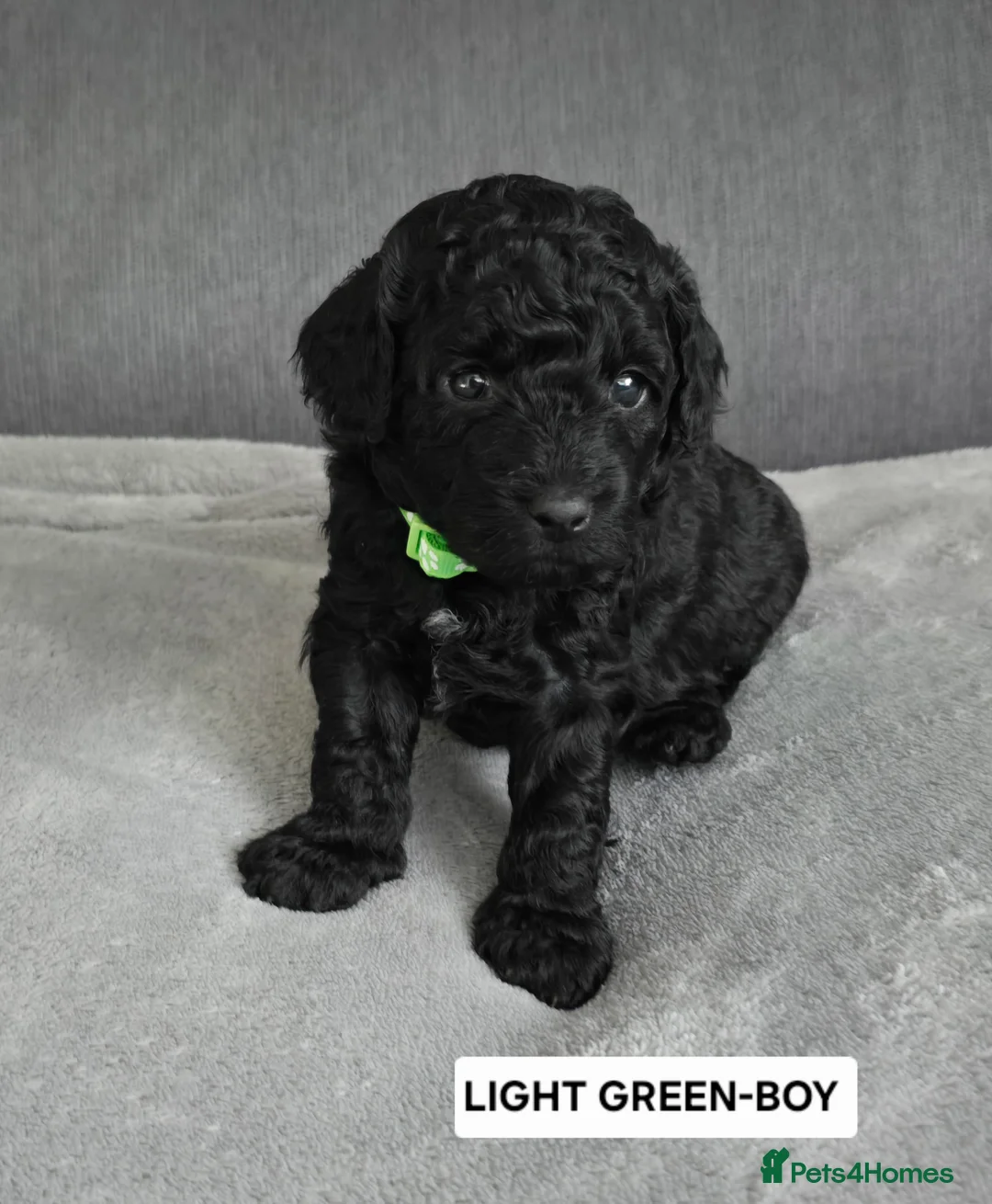 Toy Poodle dogs for sale: BEAUTIFULL BLACK TOY POODLES  - Advert 6