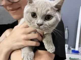 British Shorthair cats Beautiful kitten looking for her forever home 🐾❤️ - Advert 1