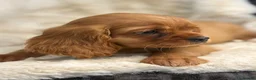 Cavalier King Charles Spaniel dogs for sale: Beautiful cavalier King Charles pups - Advert 6