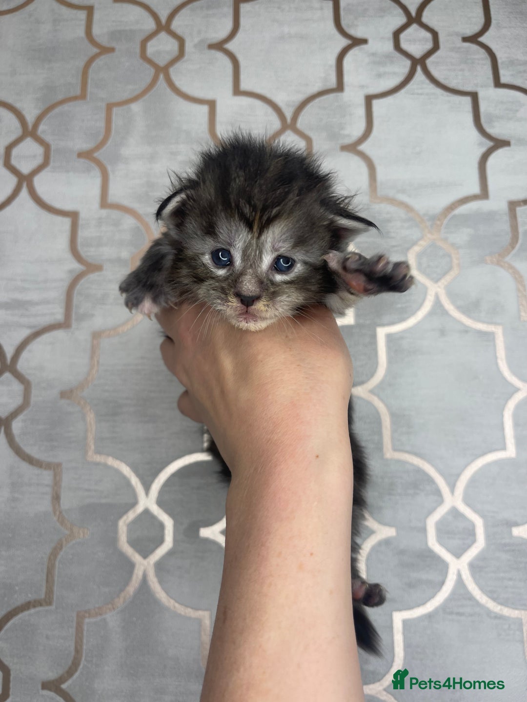 Maine Coon cats for sale: 🐾💛5 Sweet Maine Coons looking for forever home💛 - Advert 10