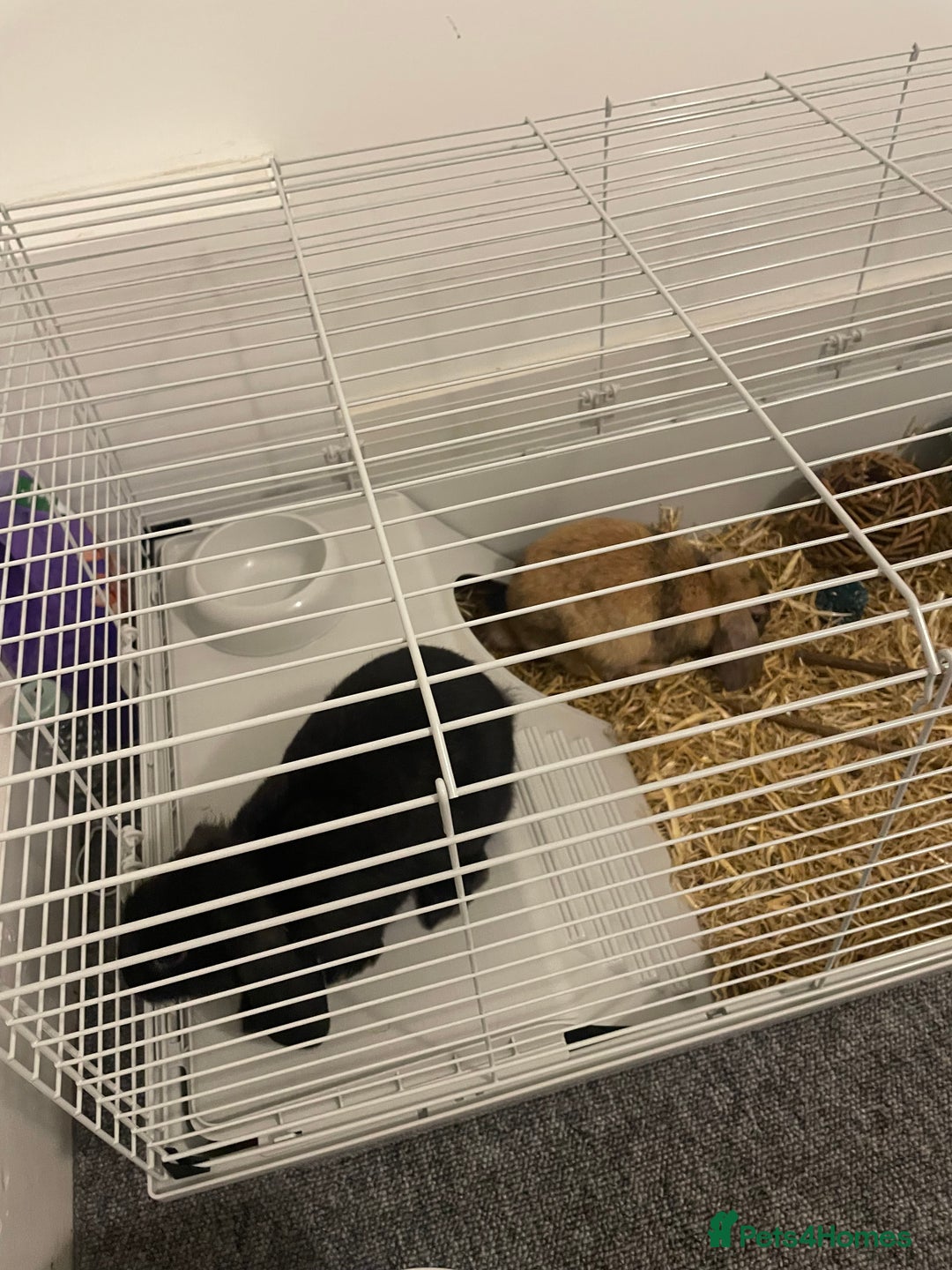 Dwarf Lop rabbits for sale: 2 x Male Dwarf Lop for sale - 12 weeks old  - Advert 4