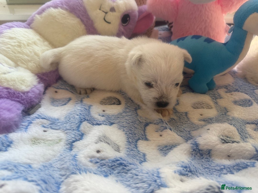 West Highland Terrier dogs for sale: Gorgeous West Highland White Terrier Puppies  - Image 5