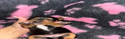 Miniature Dachshund dogs for sale: Kc Long haired Minature dachshund  - Advert 14