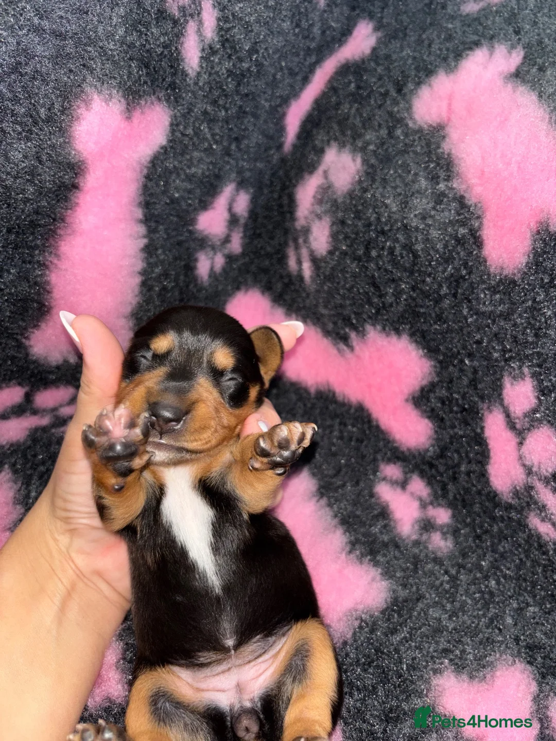 Miniature Dachshund dogs for sale: Kc Long haired Minature dachshund  - Advert 14