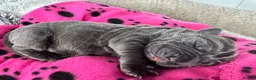 Neapolitan Mastiff dogs for sale: 2 Neapolitan mastiff puppies  - Advert 18