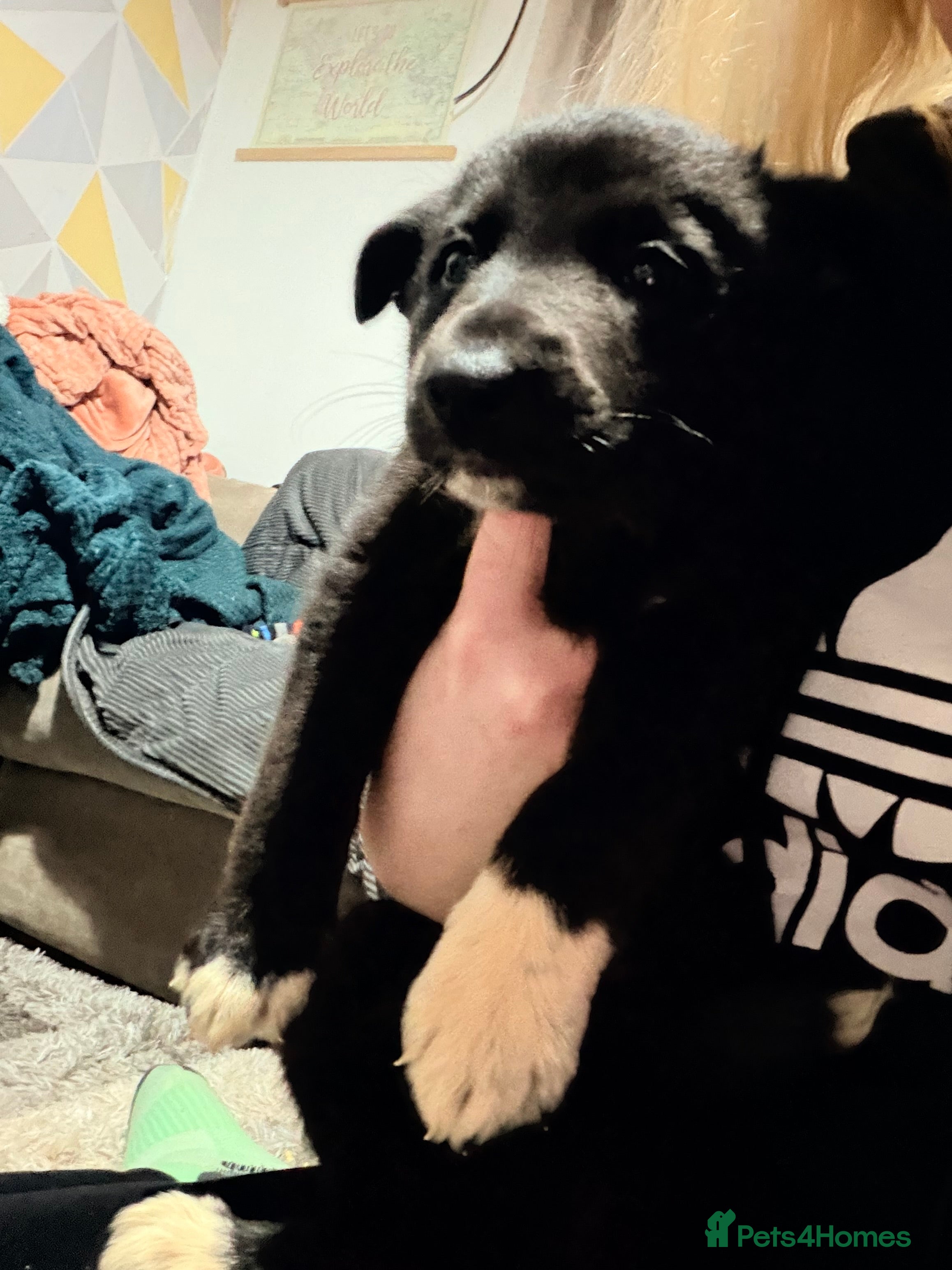 Mixed Breed dogs German shepherd X COLLiE - Advert 2