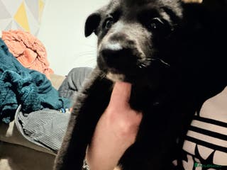 Mixed Breed dogs German shepherd X COLLiE - Advert 2