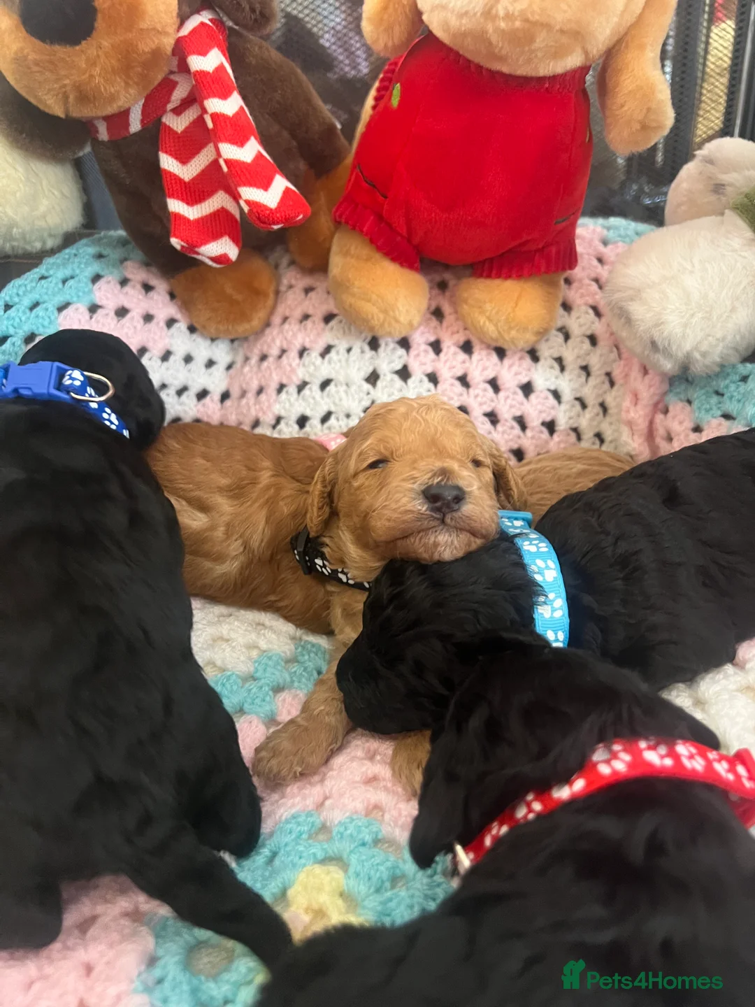 Poodle dogs for sale: 🐶🐶🐶TOY POODLES for sale🐶🐶🐶 - Advert 6