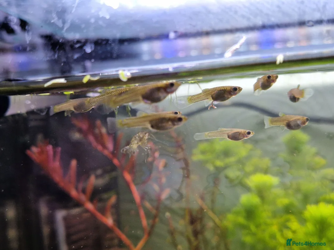 Live Bearers fish for sale: Endler fry in Cannock - Advert 1