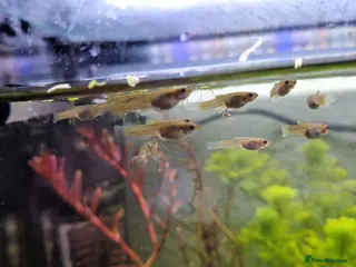 Live Bearers fish Endler fry - Advert 6
