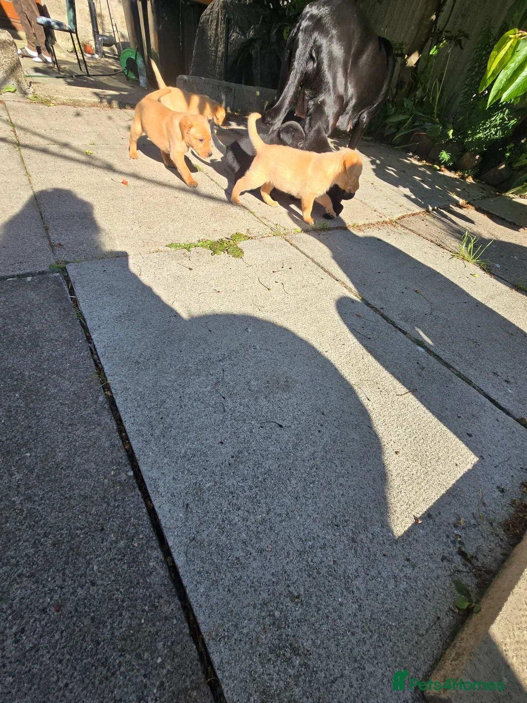 Labrador Retriever dogs for sale: Labrador Puppies  in Fraserburgh - Advert 17