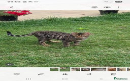 Bengal cats for sale: 1 Gorgeous Bengal SALE!!! in Swindon - Image 3