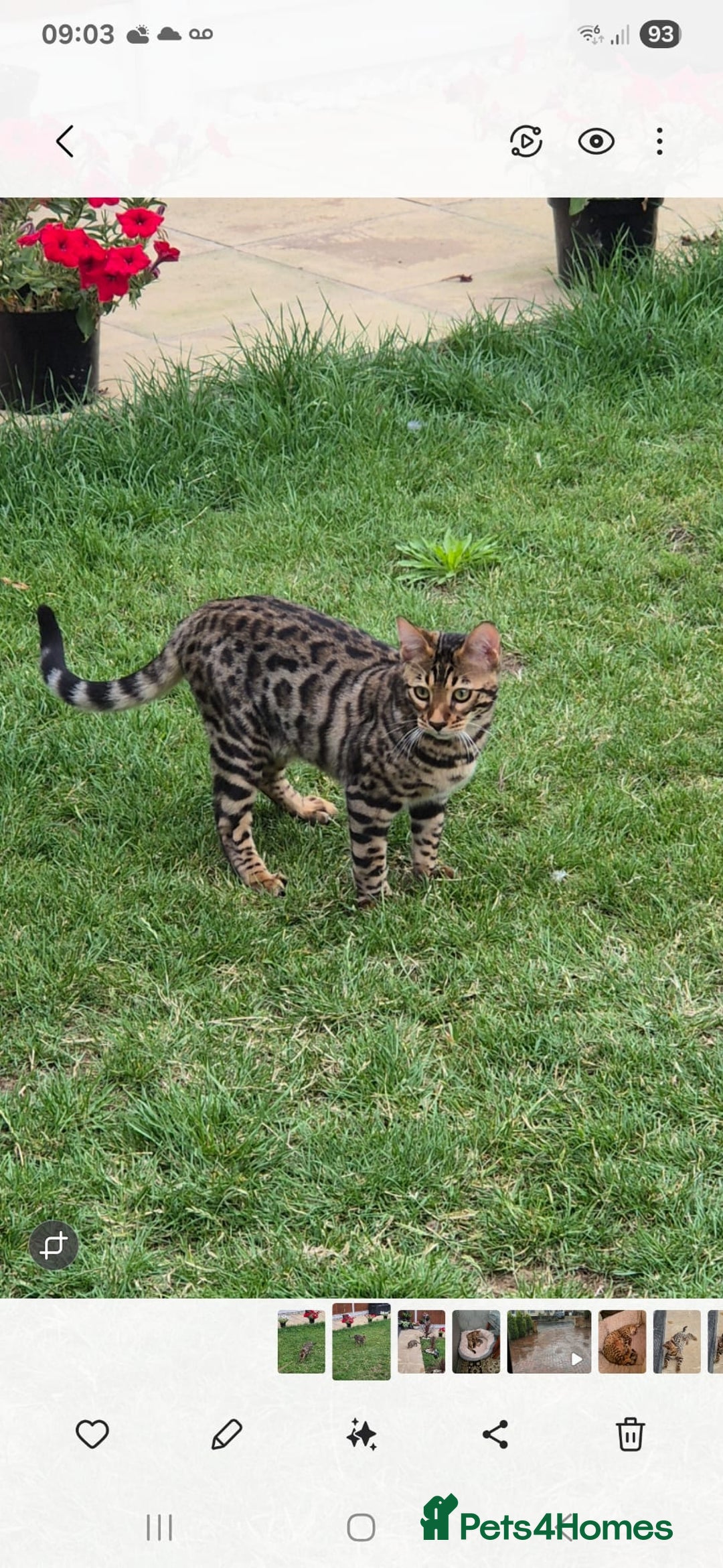Bengal cats for sale: 1 Gorgeous Bengal SALE!!! in Swindon - Image 3
