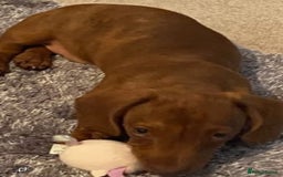 Doxiepoo dogs for sale:  Beautiful doxipoos - Image 3