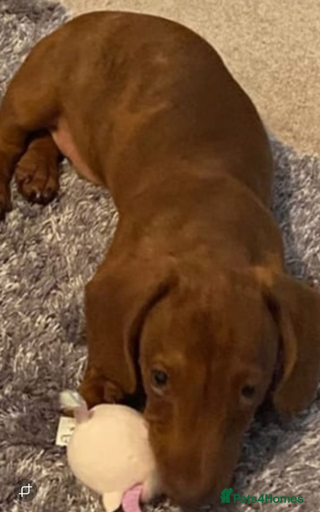 Doxiepoo dogs for sale:  Beautiful doxipoos - Image 3