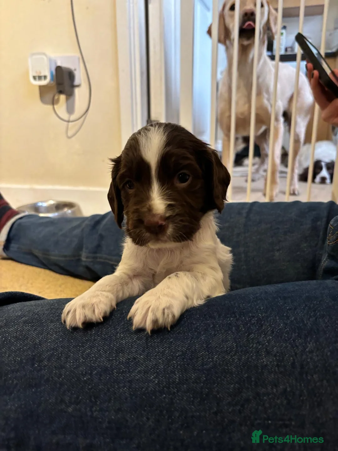 English Springer Spaniel dogs for sale: Beautiful bouncy English springer spaniel puppies - Advert 4