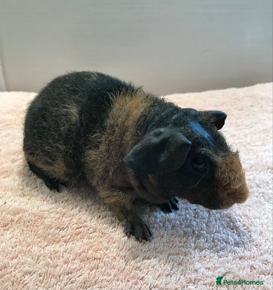 Guinea Pig rodents for sale: Skinny Boar - Werewolf Sow - Sow & Daughter Tweed  - Image 8