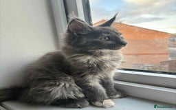Maine Coon cats for sale: 5 Amazing Maine Coon kittens  - Image 23