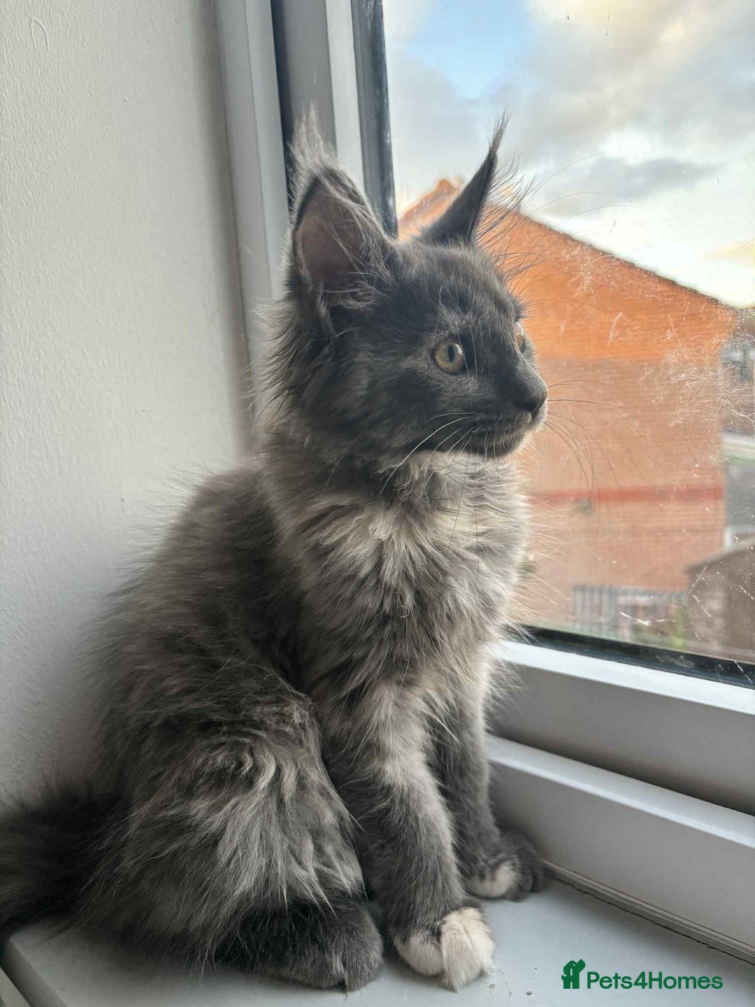 Maine Coon cats for sale: 5 Amazing Maine Coon kittens  - Image 23