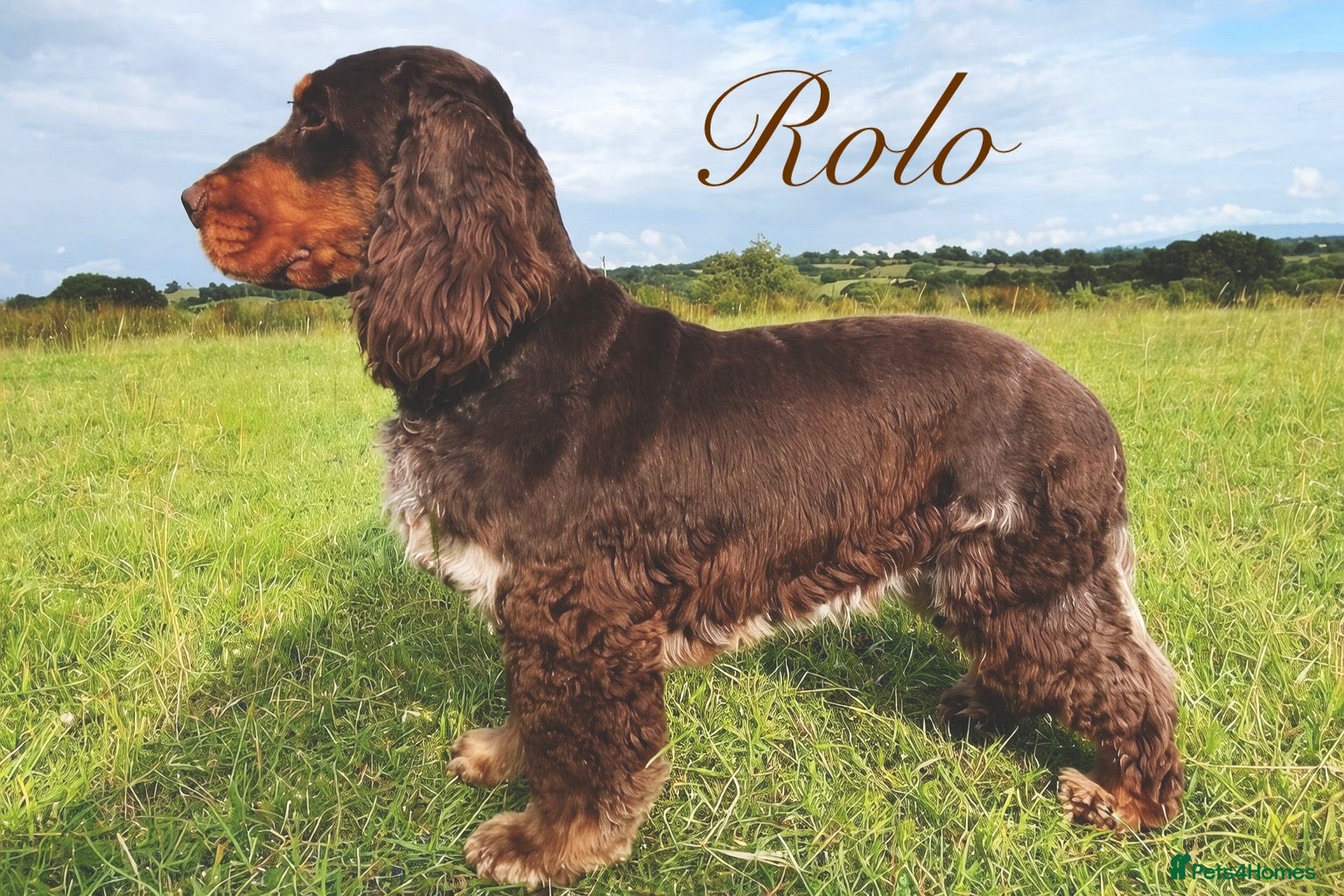 Cocker Spaniel dogs Striking choc roan & Tan for Stud  - Advert 1