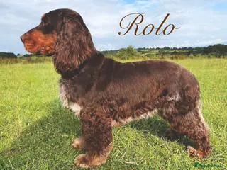 Cocker Spaniel dogs Striking choc roan & Tan for Stud - Advert 1