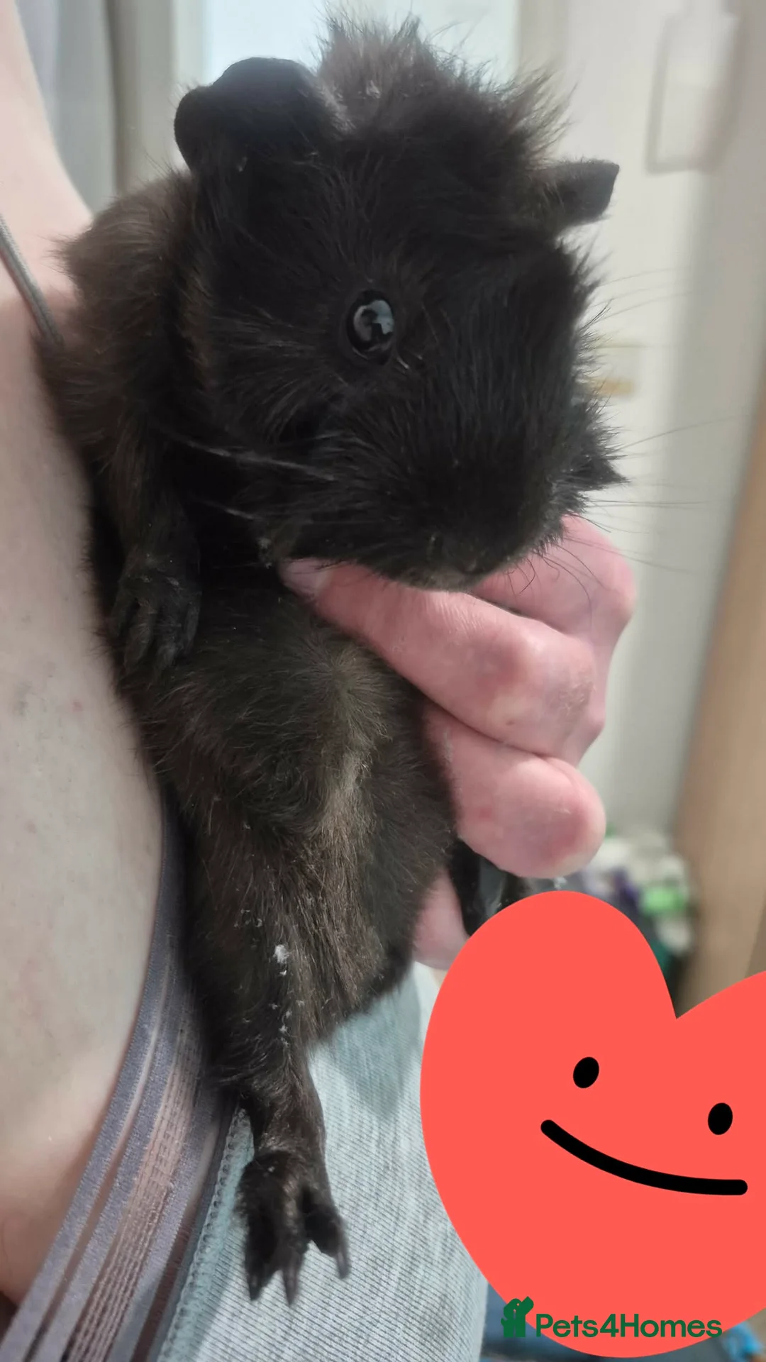 Guinea Pig rodents for sale: Pretty little girl seeks new grass in Corby - Advert 2