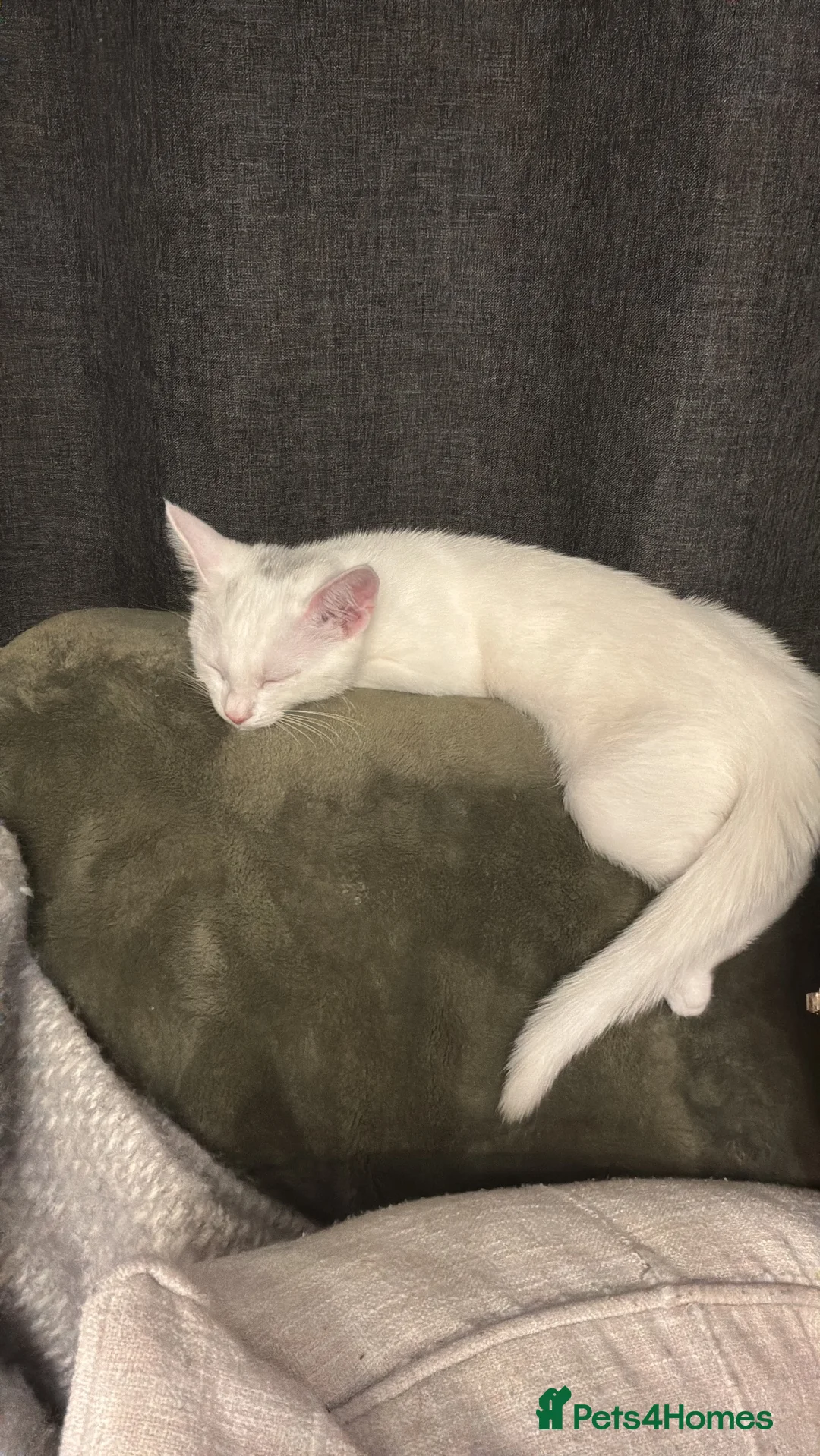 Mixed Breed cats for sale: Kittens  in Telford - Advert 2