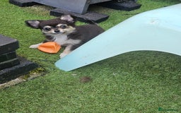 Chihuahua dogs for sale: Long coat Stunning K.C Reg. Puppies **READY NOW** - Image 5