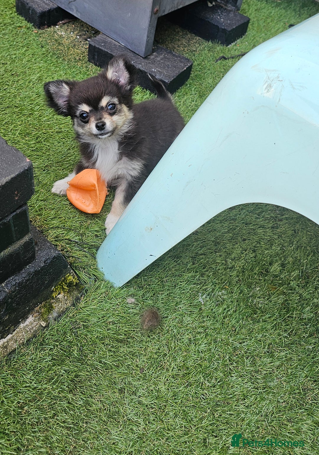 Chihuahua dogs for sale: Long coat Stunning K.C Reg. Puppies **READY NOW** - Image 5