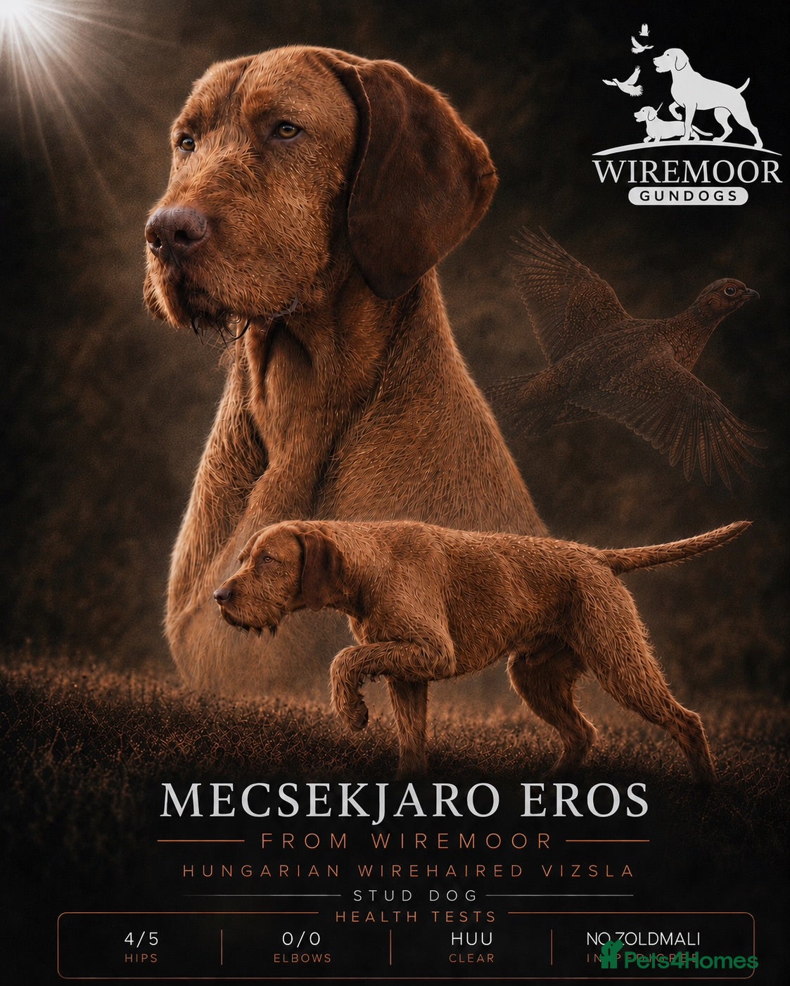 Hungarian Vizsla dogs Imported Head keeper owned stud  - Advert 1