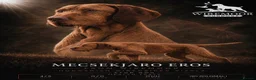 Hungarian Vizsla dogs for stud: Imported Head keeper owned stud  - Advert 1