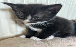 Mixed Breed cats for sale: Beautiful litter off kittens  - Image 8