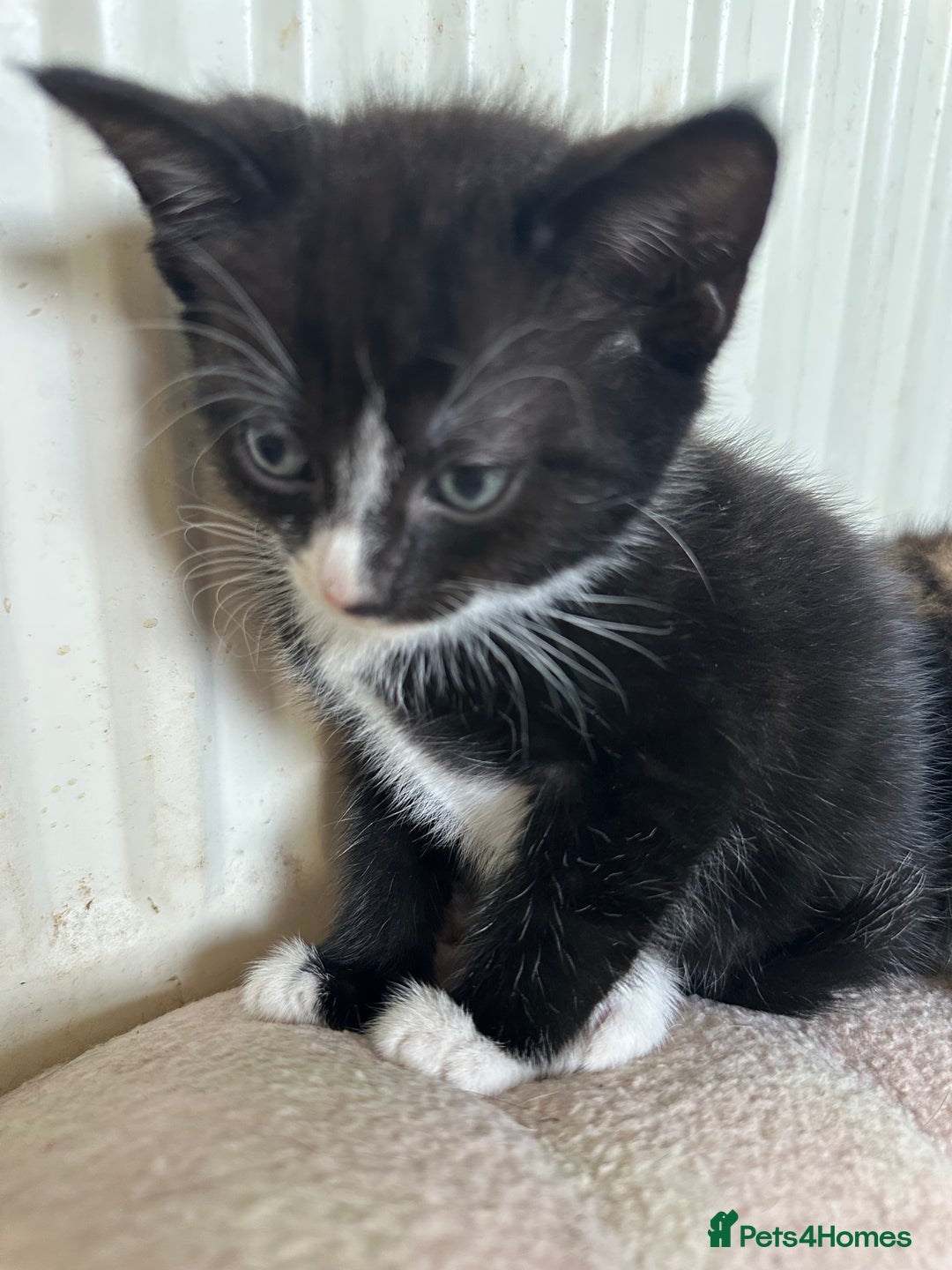 Mixed Breed cats for sale: Beautiful litter off kittens  - Image 8