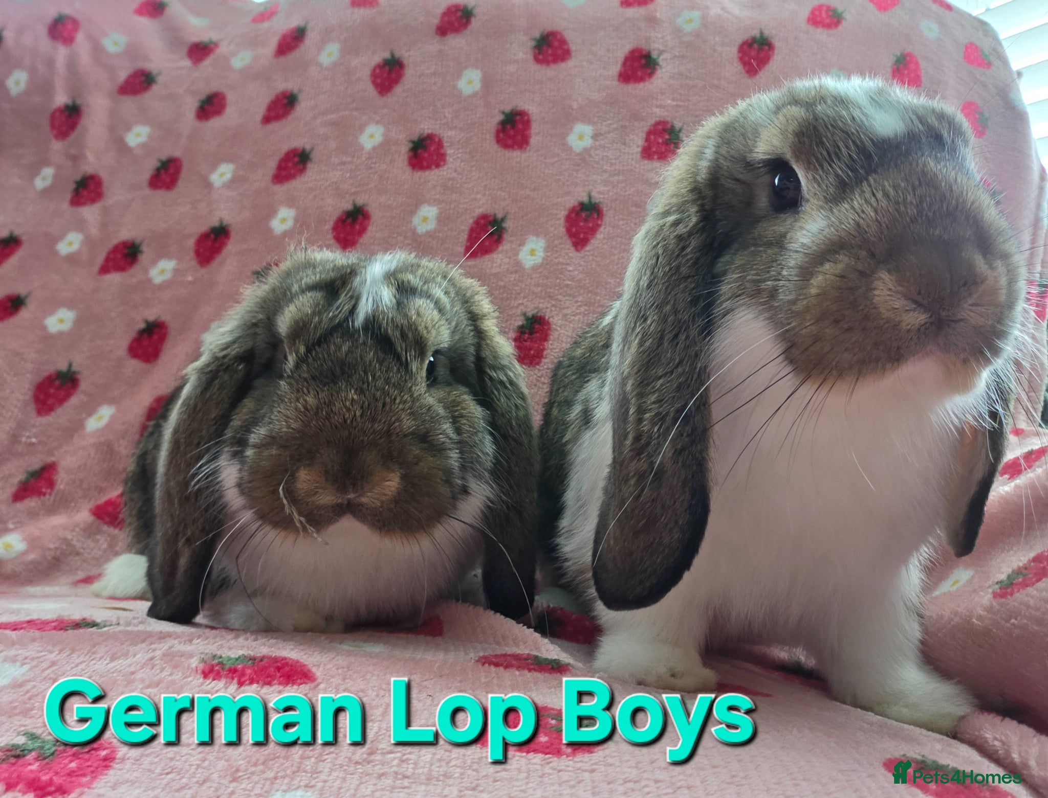German Lop rabbits Rare Pure German Lop 2 Bucks ☆silly tame - Advert 1