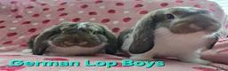 German Lop rabbits for sale: Pure German Lop 2 Bucks ☆silly tame - Advert 1