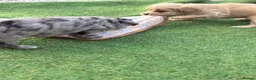 Mixed Breed dogs for sale: Ready to leave!!! - Advert 2