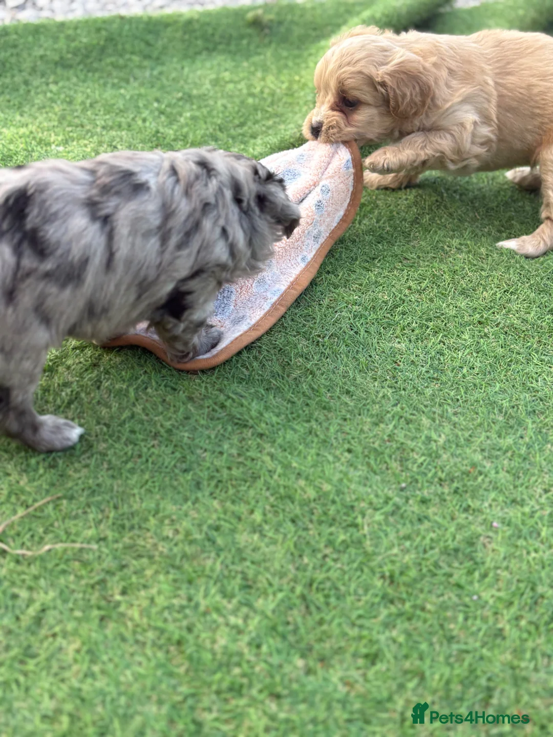 Mixed Breed dogs for sale: Ready to leave!!! - Advert 2