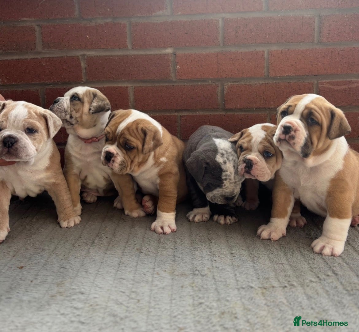 Olde English Bulldogge dogs for sale: olde English bulldog puppies - Advert 1