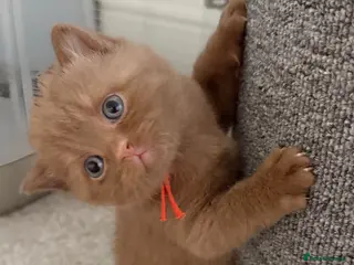 British Shorthair cats Cinnamon and Chocolate British Shorthair - Advert 11