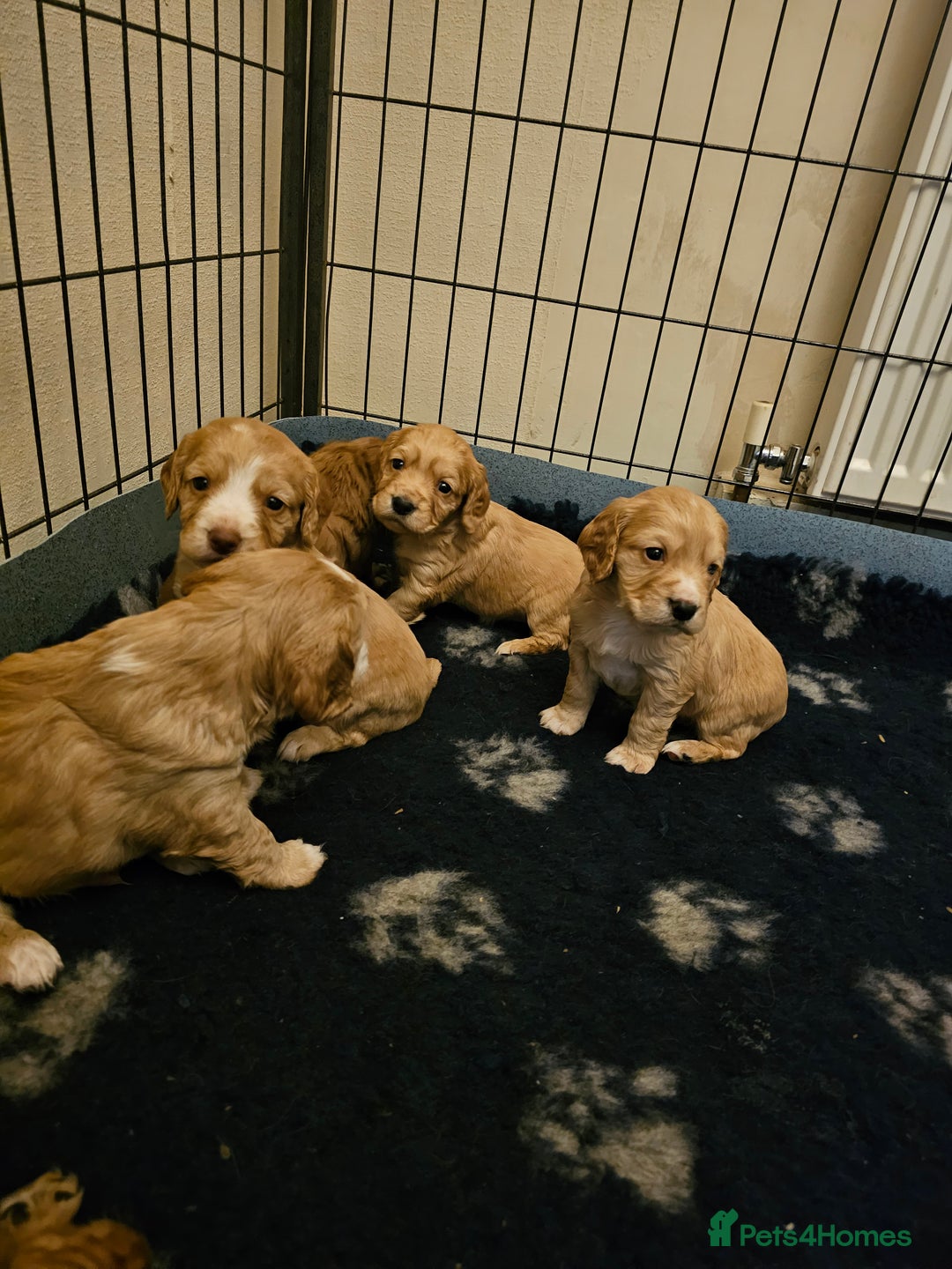 Cocker Spaniel dogs for stud:  Kc registered Cocker spaniel stud - Advert 4