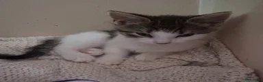 British Shorthair Kitten 3