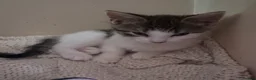 British Shorthair cats for sale: Beautiful Tabby Kittens for sale in Cullompton - Advert 2