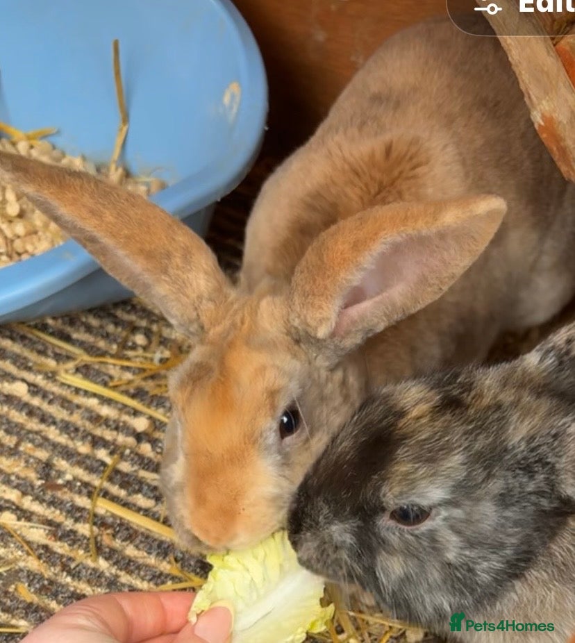 Mixed Breed rabbits Orange male rabbit  - Advert 2